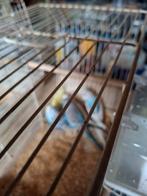 Te koop aangeboden jonge grasparkieten, Dieren en Toebehoren, Vogels | Parkieten en Papegaaien, Meerdere dieren, Parkiet