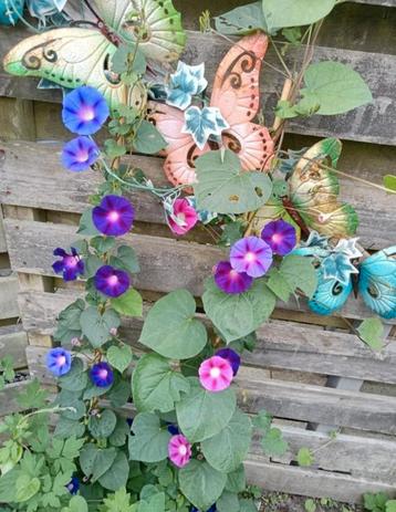 Ipomoea purpurea mix zaden  beschikbaar voor biedingen