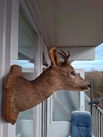 Opgezette reebok kop hert taxidermie ree dier, Ophalen of Verzenden