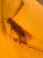 Birmees Amber (P1) met insluiting van onbekend vliegend inse, Verzenden, Fossiel