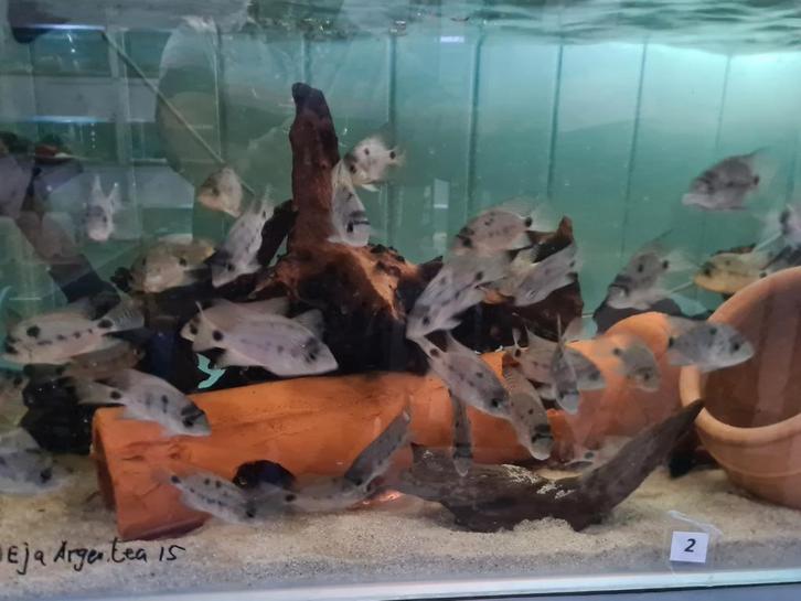 Vieja Argentea Cichliden, Dieren en Toebehoren, Vissen | Aquariumvissen, Zoetwatervis, Vis