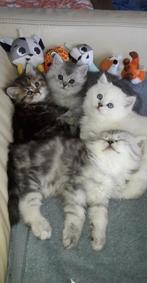 ❤️Britse langhaar ❤️Perzische langhaar ❤️kittens, Dieren en Toebehoren, Katten en Kittens | Raskatten | Langhaar, Meerdere dieren
