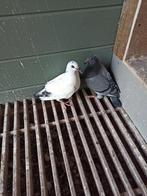 Postduiven enkele jongen, Meerdere dieren, Postduif