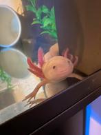 Leucistische Axolotl - man