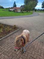 Zeer mooie appaloosa merrie en een fewsporthengst, Hengst, A pony (tot 1.17m), 0 tot 2 jaar