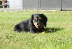 Dwerg teckel pup langhaar!, Dieren en Toebehoren, Honden | Teckels en Dashonden, Reu, CDV (hondenziekte), 8 tot 15 weken, Dwerg