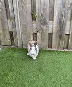 2 dwergkonijntjes (incl. hok en toebehoren), Dieren en Toebehoren, Konijnen, Mannelijk, Dwerg, 0 tot 2 jaar