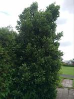 Laurus nobilis, Ophalen, Halfschaduw, Overige soorten