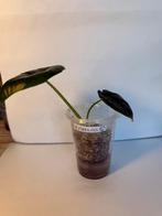 Alocasia nebula (5), Ophalen of Verzenden, Overige soorten, Minder dan 100 cm
