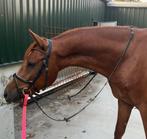 Knappen en mega brave 3 jarige E pony Ruin, Dieren en Toebehoren, E pony (1.48m - 1.57m), B, Gechipt, Ruin