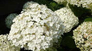 Annabelle mooie pluimhortensia 40-60 cm hoog beschikbaar voor biedingen