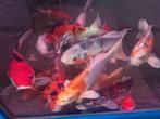 HQ Import koi mix - Ca. 30 / 35 cm - Koidream Valburg, Dieren en Toebehoren, Vissen | Vijvervissen, Karper of Koi