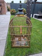 Kooien, Meerdere dieren, Papegaai
