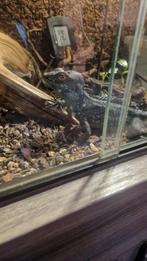 Helmbasiliks hagedis, Dieren en Toebehoren, Reptielen en Amfibieën, Slang, Met terrarium, 0 tot 2 jaar