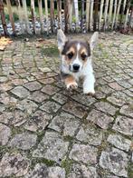 Welsh Corgi Pembroke Pups, Dieren en Toebehoren, Honden | Herdershonden en Veedrijvers, België, Particulier, Overige rassen, CDV (hondenziekte)
