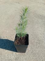 Pinus Halepensis, Volle zon, Lente, 400 cm of meer, Overige soorten