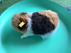 ❌Vintage Steiff cavia 50 jaar zeldzaam ❌, Kinderen en Baby's, Speelgoed | Knuffels en Pluche, Ophalen of Verzenden, Overige typen
