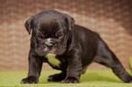Super Mooie Bulldog pups, Dieren en Toebehoren, Honden | Bulldogs, Pinschers en Molossers, Rabiës (hondsdolheid), 8 tot 15 weken