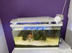 Aquarium met goudvis en algeneter, Dieren en Toebehoren, Vissen | Aquaria en Toebehoren, Ophalen, Gevuld zoetwateraquarium