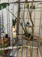 Majoor putter koppel, Meerdere dieren, Wildzangvogel, Geringd