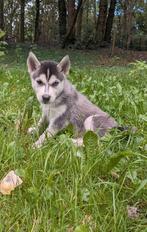 Husky pups aangeboden, Dieren en Toebehoren, CDV (hondenziekte), 8 tot 15 weken, Poolhond, Meerdere