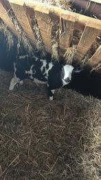 Lieve bont fleslam, Dieren en Toebehoren, Schapen, Geiten en Varkens, Mannelijk, Schaap