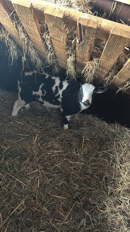 Lieve bont fleslam, Dieren en Toebehoren, Schapen, Geiten en Varkens, Schaap, Mannelijk