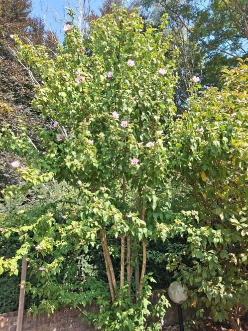 Hibiscus chinese roos met roze bloemen, Tuin en Terras, Planten | Bomen, Overige soorten, 400 cm of meer, Halfschaduw, Zomer, Ophalen