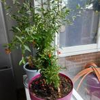 Granaatappelboom in pot, Fruitplant, Ophalen of Verzenden, In pot, Minder dan 100 cm