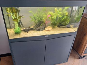 Aqualantis aquarium met axolotls en toebehoren. LEES AUB beschikbaar voor biedingen