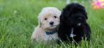 STERK IN PRIJS VERLAAGD: mini labradoodle pups pure ALD, Rabiës (hondsdolheid), 8 tot 15 weken, Meerdere, Meerdere dieren