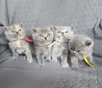Super mooie brits korthaar kittens met Stamboom Blue/Torti, Meerdere dieren, Gechipt, 0 tot 2 jaar