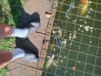 Koikarpers gratis afhalen, Dieren en Toebehoren, Vissen | Vijvervissen, Karper of Koi