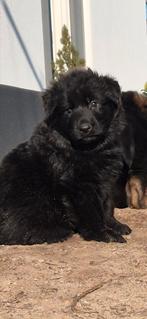 Mooiste duitse herder pups van NL, Dieren en Toebehoren, Honden | Herdershonden en Veedrijvers, Parvo, 8 tot 15 weken, Meerdere