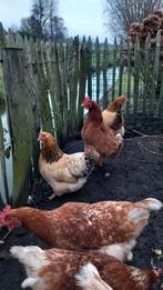 3 wyandotte buff columbia kriel hennen te koop, Dieren en Toebehoren, Pluimvee, Vrouwelijk, Kip