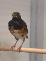 1-0 Zwartborst lijster, Dieren en Toebehoren, Vogels | Overige Vogels, Mannelijk, Tropenvogel