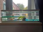 Aquarium met 4 goudvissen en toebehoren. Evt ook incl vijver, Ophalen, Zo goed als nieuw, Gevuld zoetwateraquarium