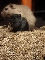 Baby gerbils mogen nest zaterdag verlaten, Meerdere dieren, Overige typen, Tam