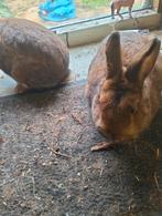 Klein blijvende mannetjes konijnen, Dieren en Toebehoren, Mannelijk