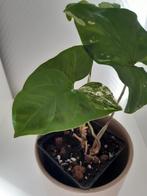 Syngonium variegata, Huis en Inrichting, Kamerplanten, Groene kamerplant, Ophalen of Verzenden, Halfschaduw, Minder dan 100 cm