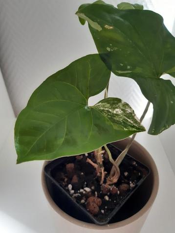 Syngonium variegata  beschikbaar voor biedingen