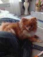 Dek reu Pomeriaan, Keeshond, 15 weken tot 1 jaar, Reu, Parvo