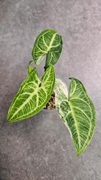 Syngonium Batik Variegata #4, Ophalen of Verzenden, Overige soorten, Minder dan 100 cm