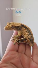 Mannelijke Wimpergekko 1.0, Dieren en Toebehoren, Reptielen en Amfibieën, Hagedis, 0 tot 2 jaar