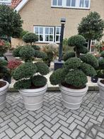 Tuinbonsai vormbomen japanse en europeese  bomen, Tuin en Terras, Ophalen, Vaste plant, Overige soorten, Volle zon