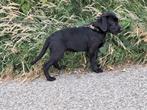Nog 3 labrador fieldtrial pups  met gratis groeten zak voer, Dieren en Toebehoren, Honden | Retrievers, Spaniëls en Waterhonden