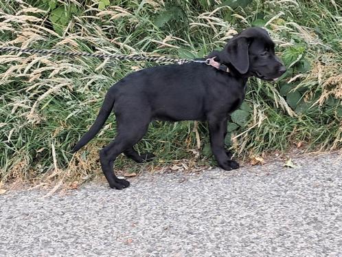 Nog 3 labrador fieldtrial pups  met gratis groeten zak voer, Dieren en Toebehoren, Honden | Retrievers, Spaniëls en Waterhonden