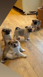 Mijn lieve Retromops puppies zoeken een fijn thuis, Dieren en Toebehoren, Honden | Chihuahua's en Gezelschapshonden, Overige rassen