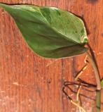 Philodendron Hederaceum Variegata, Huis en Inrichting, Kamerplanten, Ophalen of Verzenden, Halfschaduw, Minder dan 100 cm