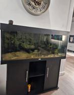 Complete Juwel Rio 240L aquarium, Dieren en Toebehoren, Vissen | Aquaria en Toebehoren, Ophalen of Verzenden, Zo goed als nieuw